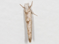Zelleria oleastrella